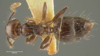 Media type: image; Entomology 22469   Aspect: habitus dorsal view